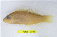 藏品(日本擬隆頭魚)的圖片